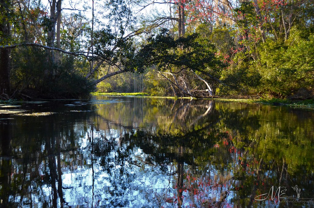 Wacissa River DSC_9170s Mary Evans Flickr