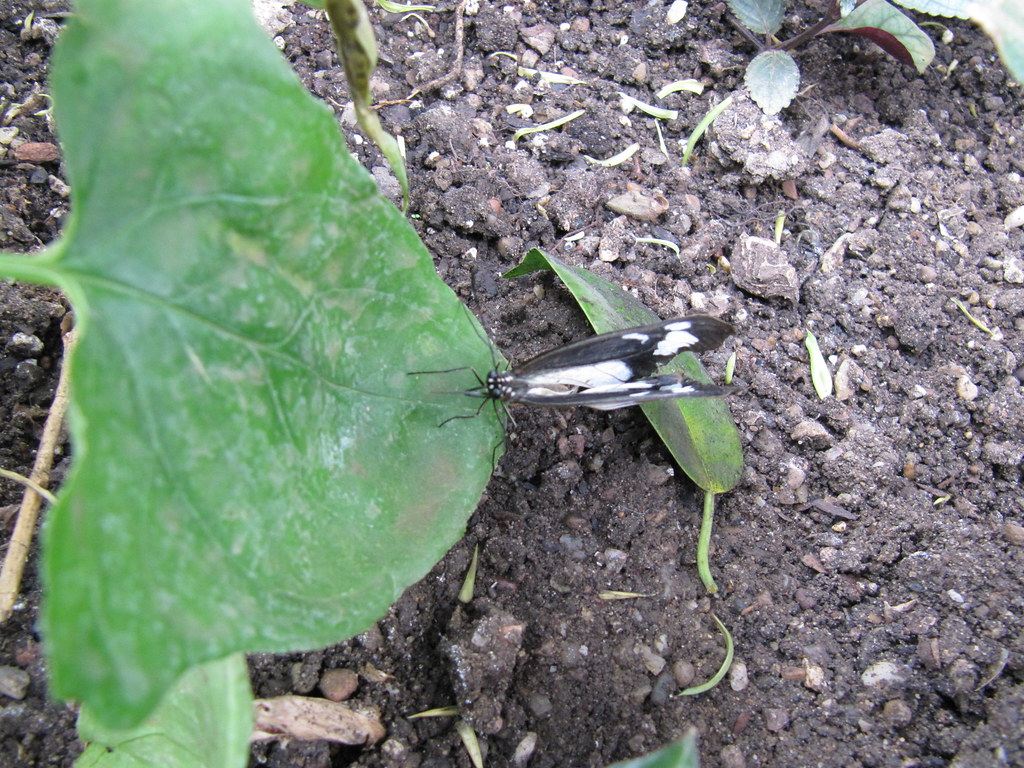 Butterfly The Butterfly House at Wisley. A late winter, ea… Flickr