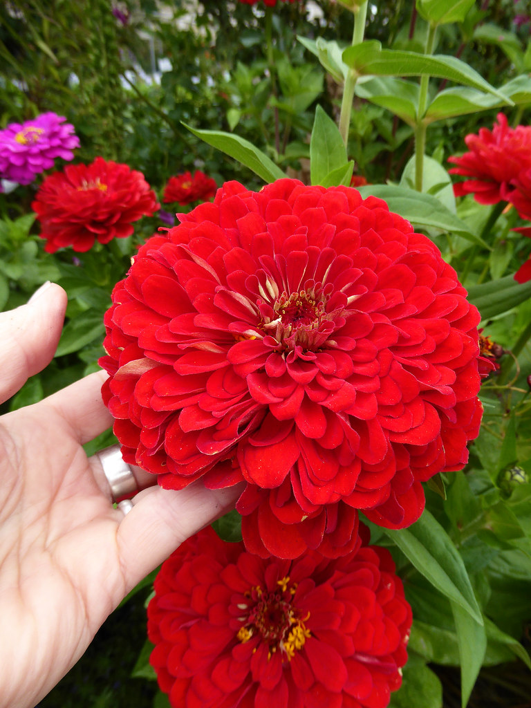 Zinnia 'Benary's Giant Scarlet' Annie's Annuals & Perennials Flickr