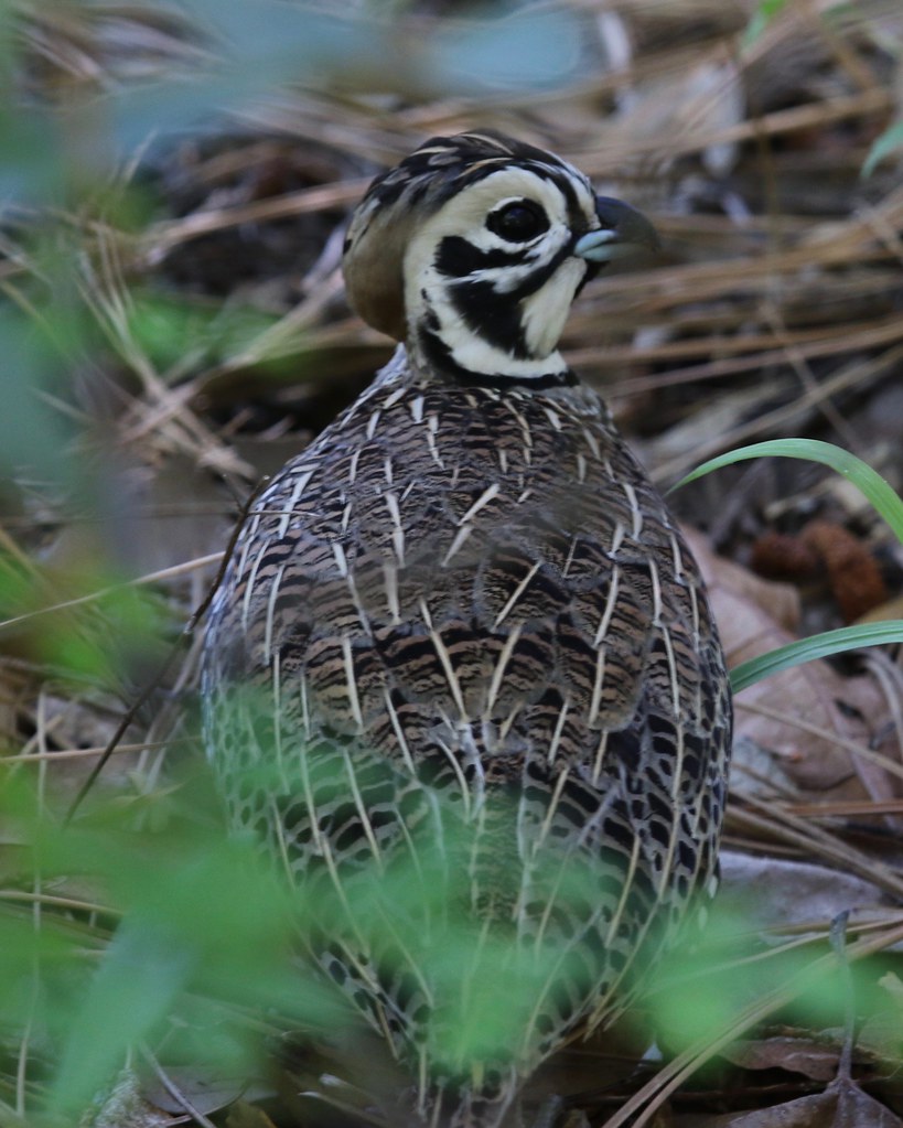 Montezuma Quail 07/13/2016 Carrie Nation Trail, Madera Can… Flickr
