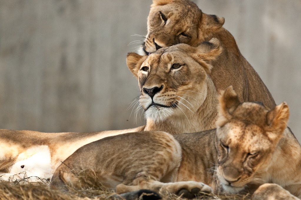 Web pittsburgh zoo & aquarium: Mother's Day at the Smithsonian's National Zoo Our African… Flickr