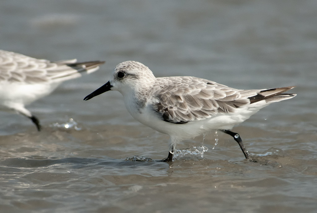 Sanderling Stone Harbor, NJ I am trying to push myself on … Flickr