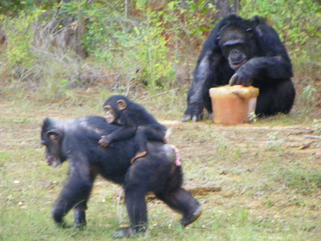 103_3751 Chimp Haven Keithville, Louisiana October 2013 Di… Flickr