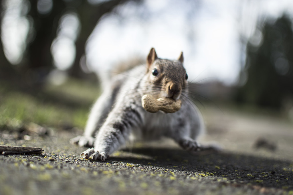 Rumbled! Grey Squirrel in Kingston Cemetery, Portsmouth Pompey