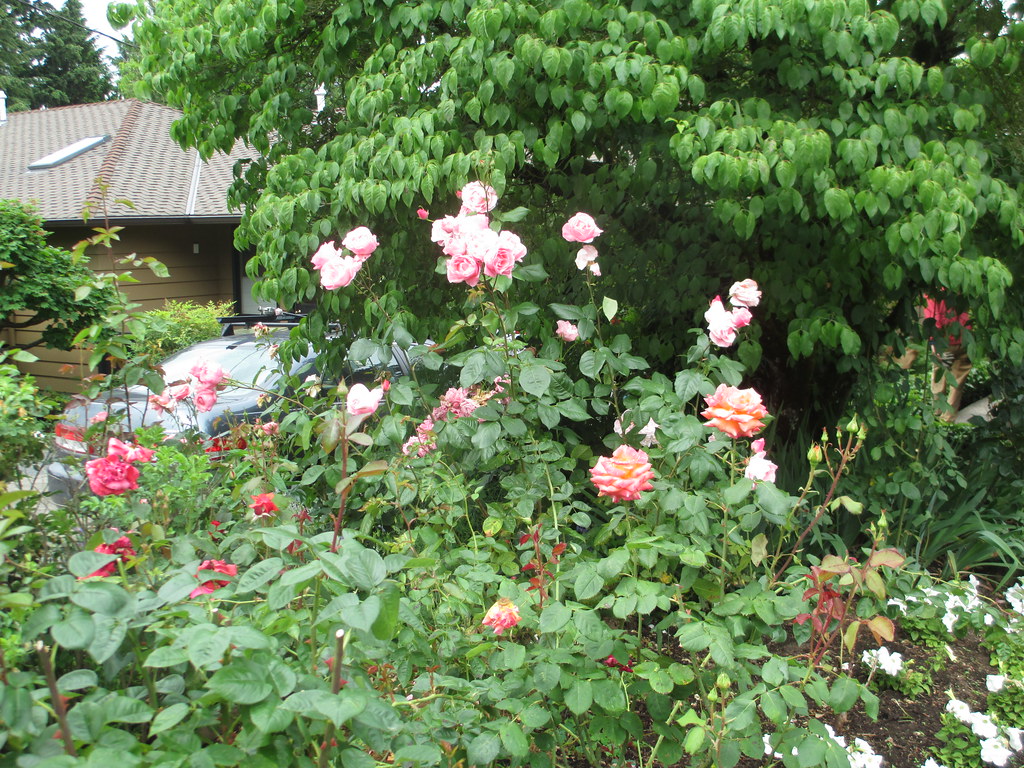 Roses in bloom SW Portland Oregon J Flickr