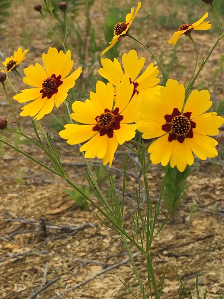 Island Flowers Found these flowers growing on in island we… Flickr