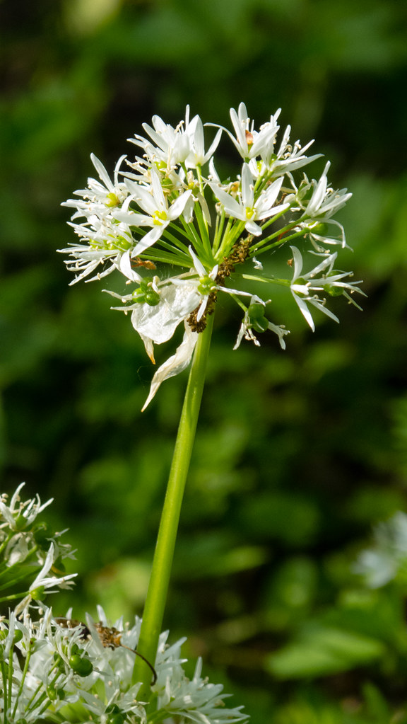 Wild garlic flowers, Wergs David Flickr