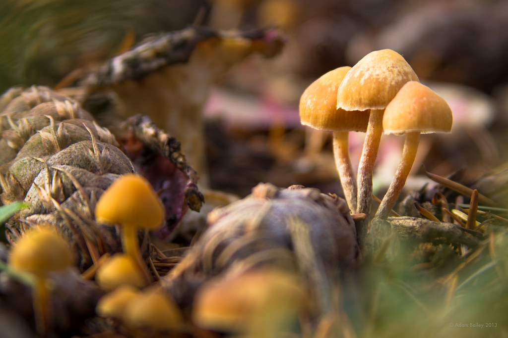 Hoyt Arboretum Mushroom Hunt Nov 2013 (21 of 28) Myco Nove… Adam Bailey Flickr