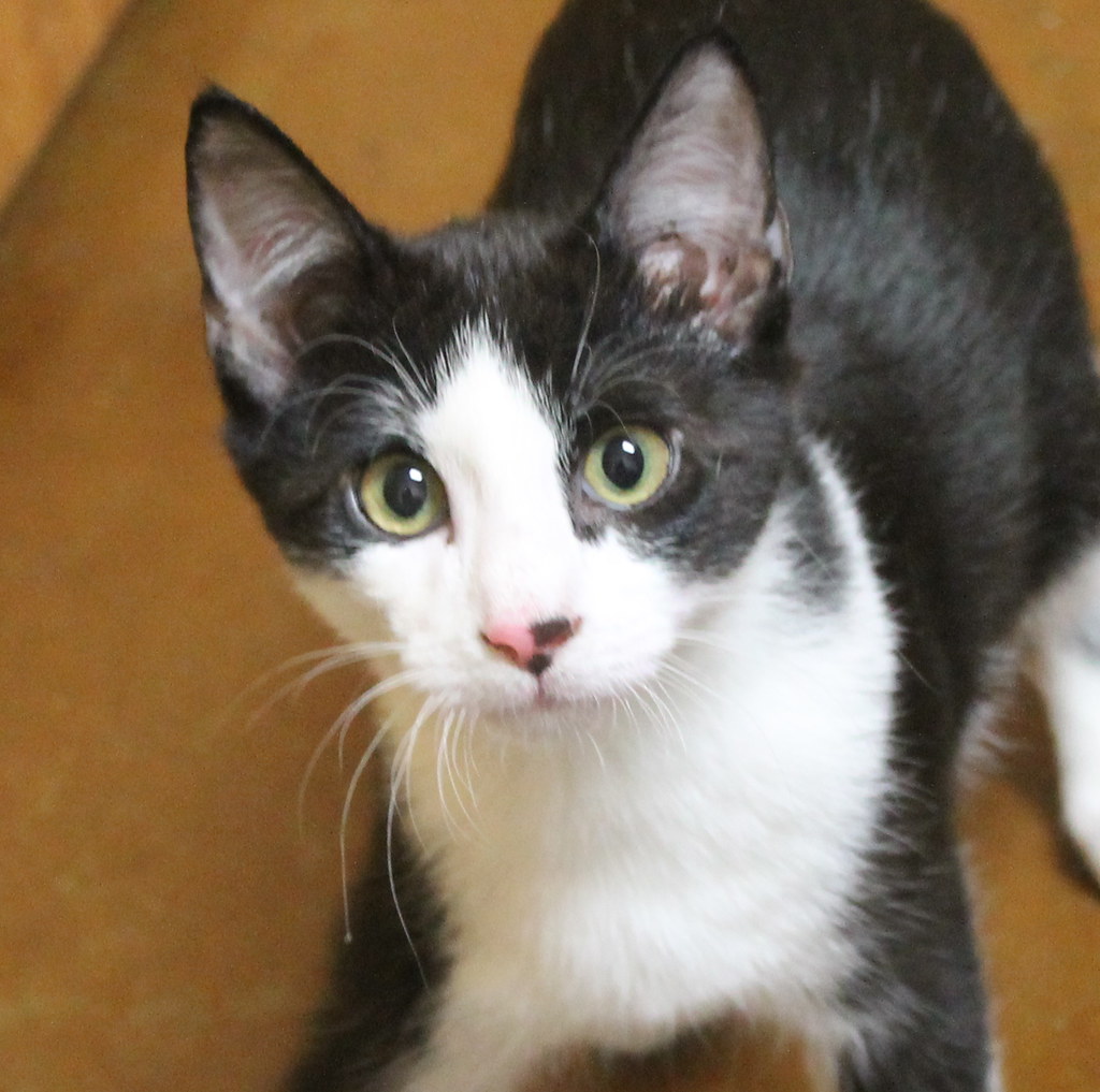 black and white tuxedo cute cat kitten Mariposa Veterinary Wellness
