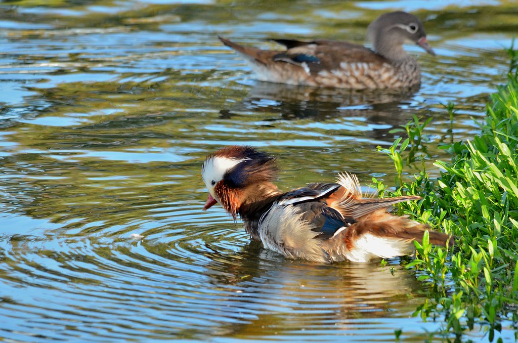 1OK_1330 Mandarin Ducks Lakeland Florida Lake Mirror, Augu… Flickr