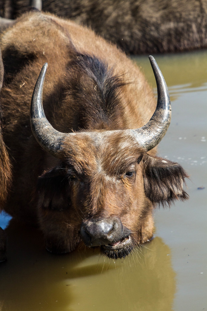 Young Water Buffalo James Simison Flickr
