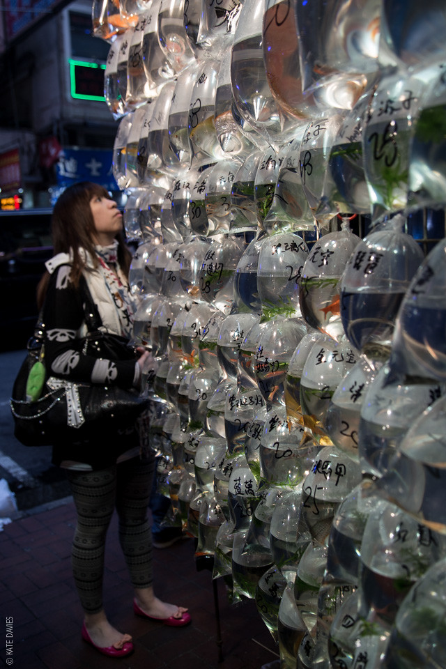 Fish stall at Hong Kong pet market Kate Davies Flickr