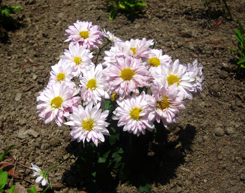Florist's daisy (Chrysanthemum morifolium) New Paltz, NY (… Flickr