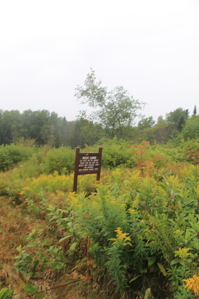 Wildlife Clearing Area Flickr