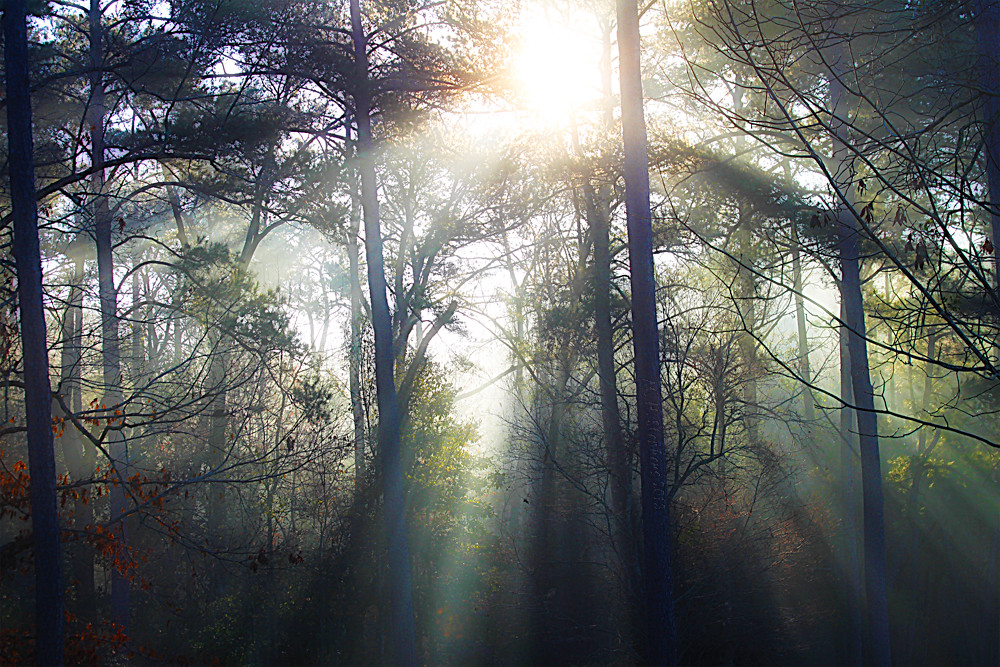 Beamsville Morning sun streaming through the trees. ICK9S [M. H