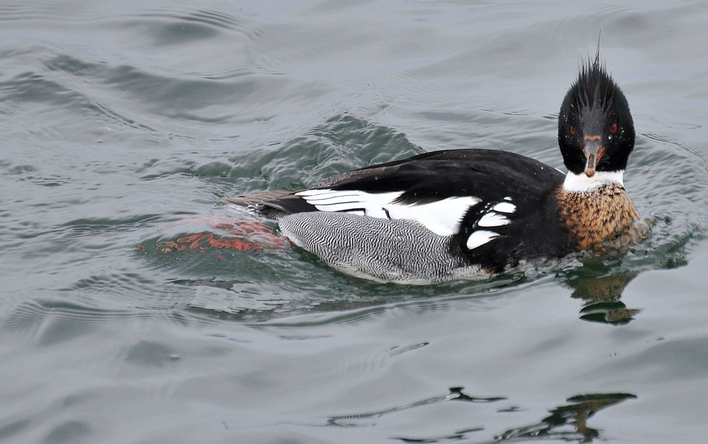 Drake red breasted merganser. Mel Diotte Flickr
