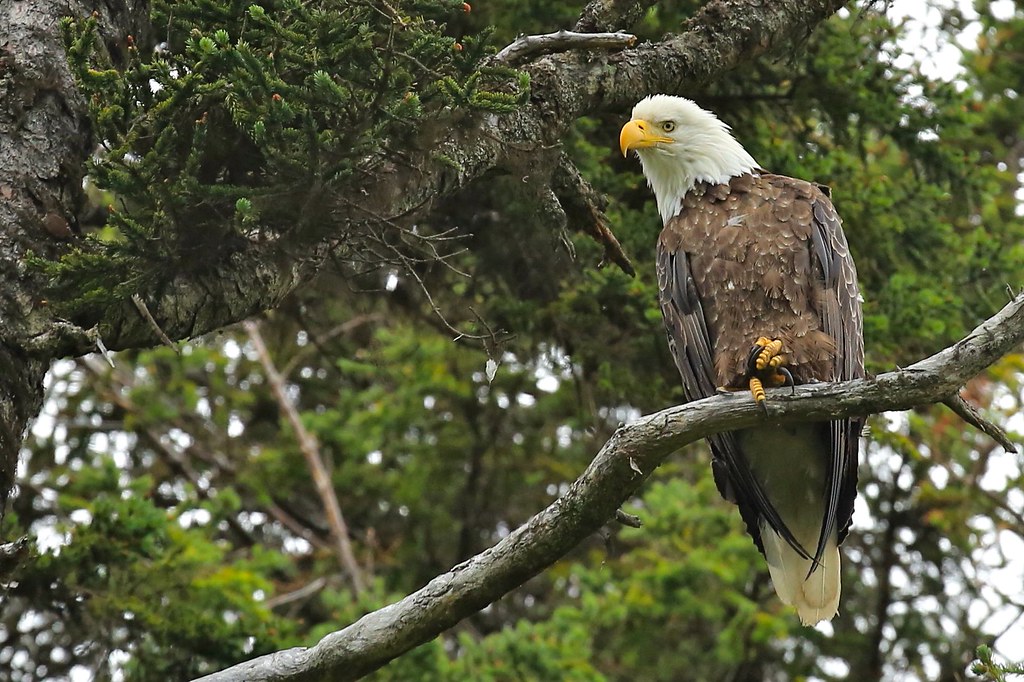 Bald Eagle Kachemak Bay Cook Inlet Kenai Peninsula Alaska