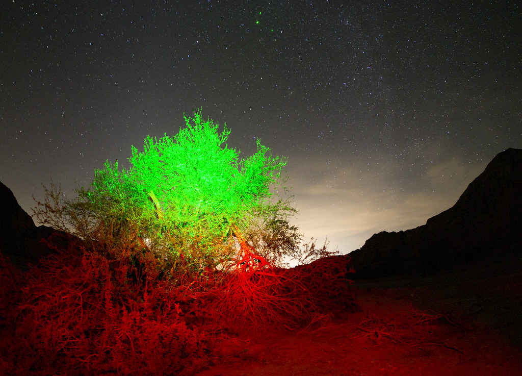 Green Glowing Bushes, Box Canyon, Riverside County, Califo… Flickr