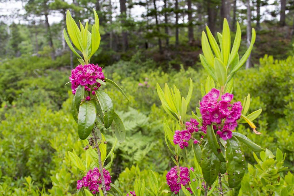 Blue MountainBirch Cove Lakes Charlie's Lake Hiking Trail Guide