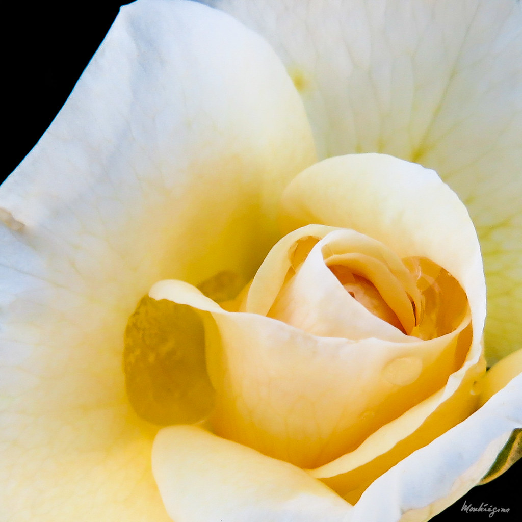 Heart Rose Coeur de rose Hardy roses Rosier rustiques … Flickr