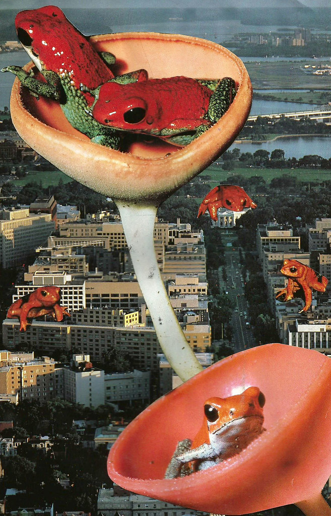 Today The Pond Kiefer Jones 2013 Handmade Collage Kiefer Jones Flickr