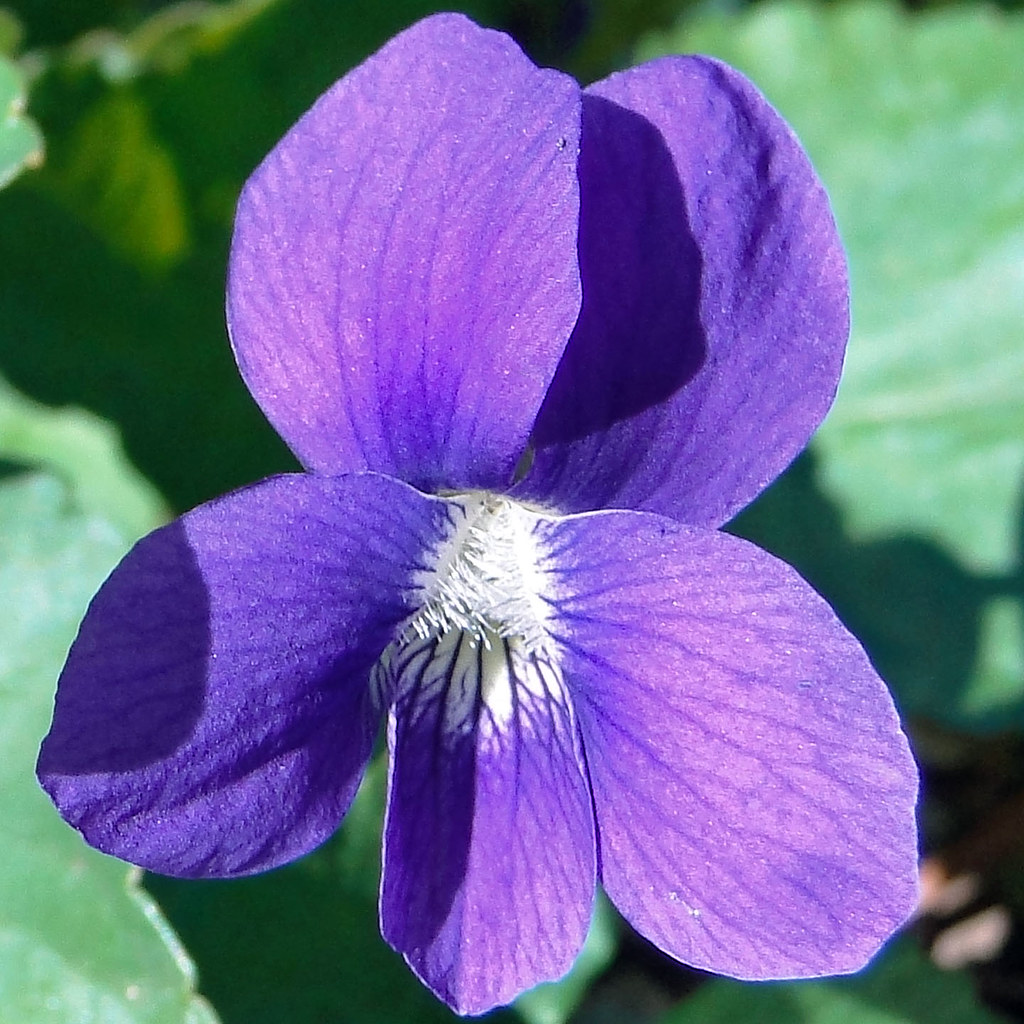 Wood Violet My yard is full of violets right now. Maia C Flickr