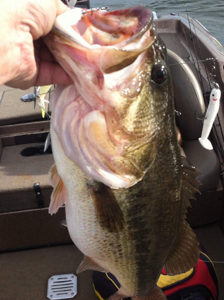 Shane's Bait ARig Blades of Glory whacking largemouth bas… Flickr