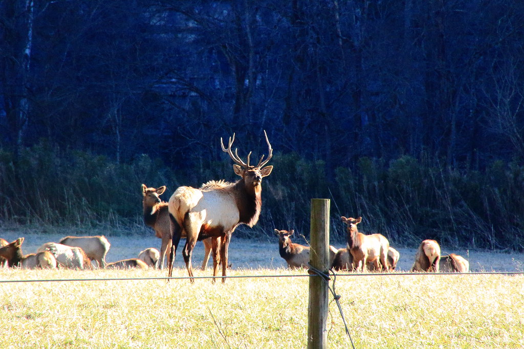Bull Elk with Harem Boxley Valley, Northwest Arkansas Flickr