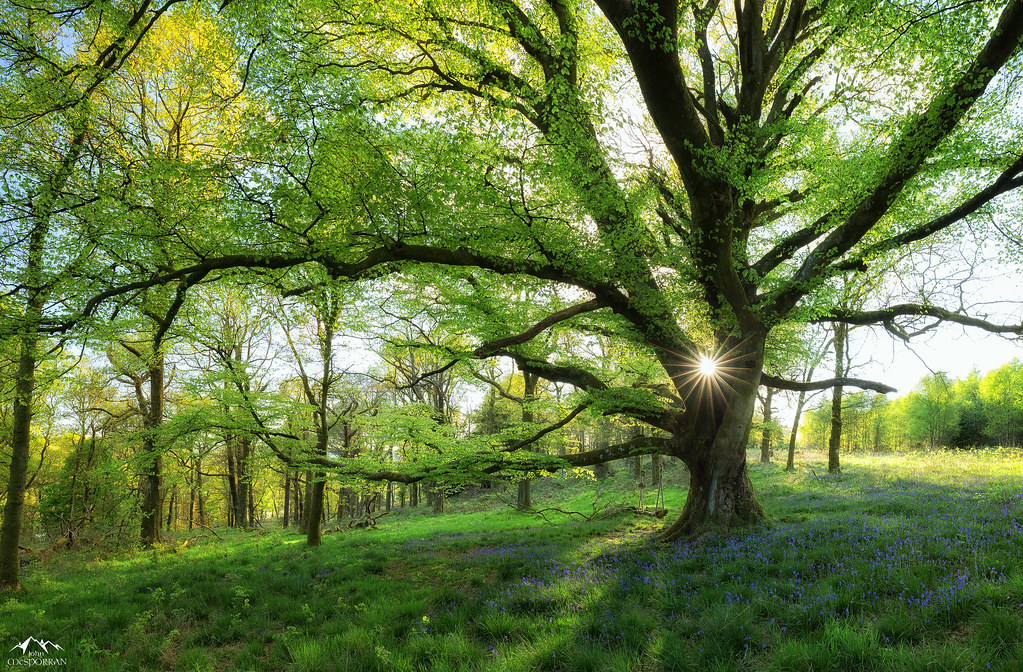 The Swing In the Trossachs woodlands of Scotland, a rustic… Flickr