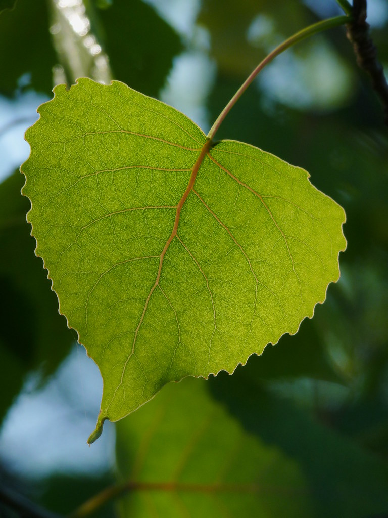 Eastern Cottonwood Dendroica cerulea Flickr