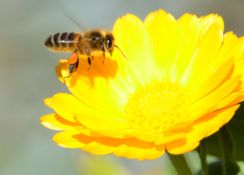 Vol audessus des soucis ! L'abeille domestique (Apis