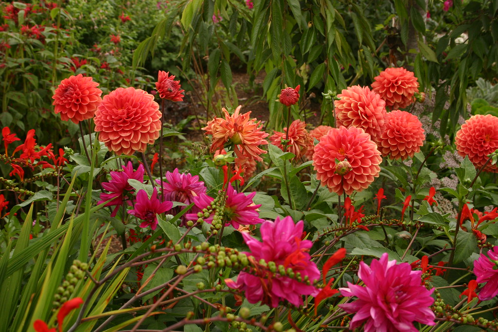 IMG_8686 Sequim WA Master Gardener Garden flowers Flickr