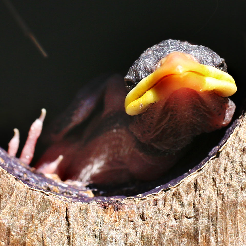 Baby House Sparrow Newborn House Sparrow enjoys the sun fr… Flickr