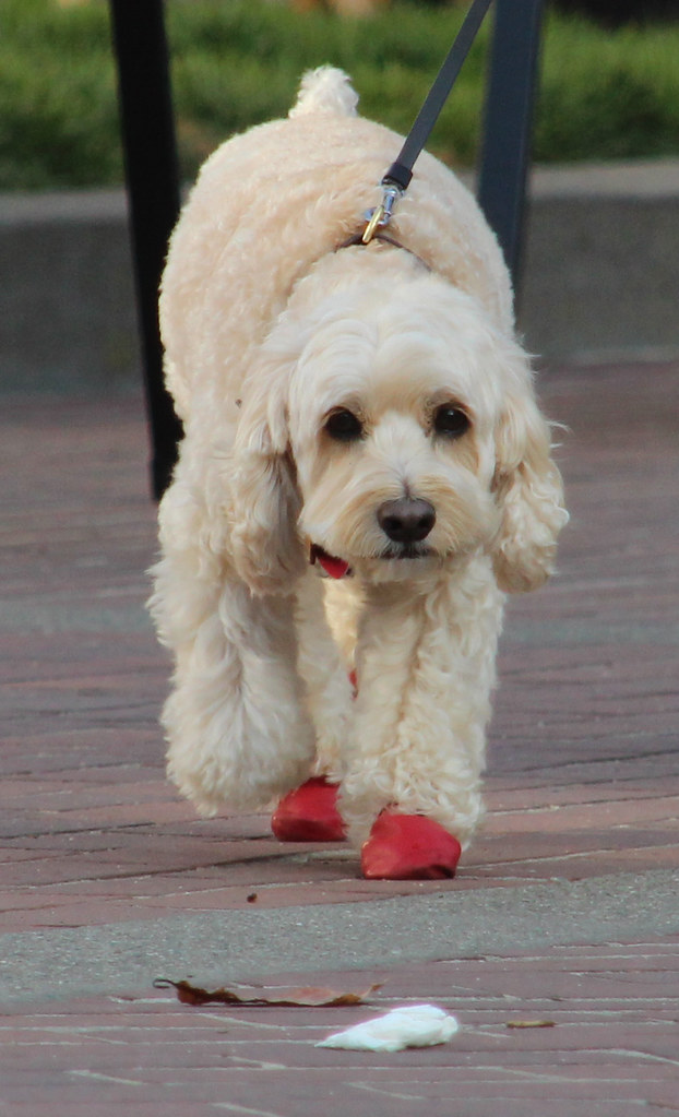 IMG_3668 Dog wearing shoes lilliya Flickr