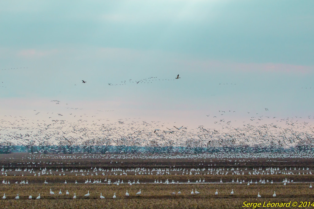 140421 Oies blanches Baie Du Febvre4062 Halte des oies … Flickr