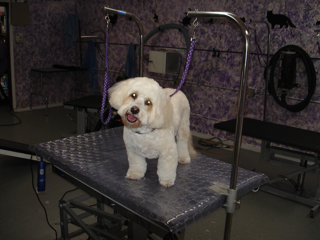 Patti's Pet perfection My grooming , my best friends !!! Flickr