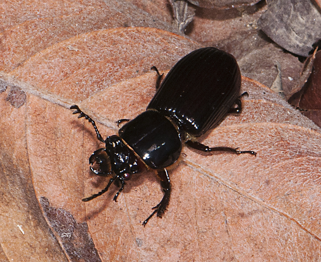 Bess Beetle (Passalidae) db_5247 Bess Beetle (family Passa… Flickr