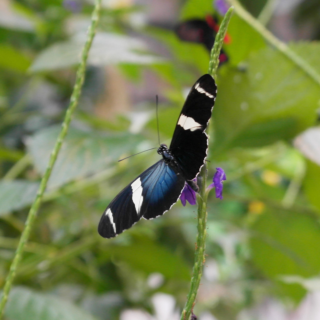 butterfly in blue and black with bokeh blue black butterfl… Flickr