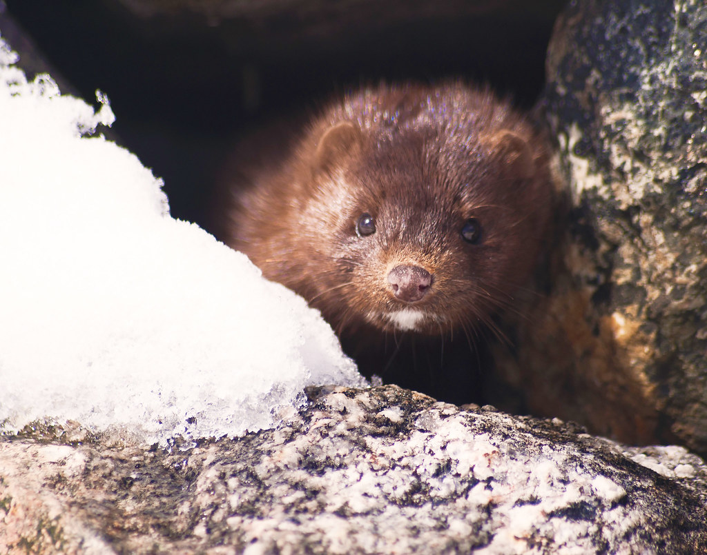 Mink Mink Foto Pixabay Statskog SF Flickr