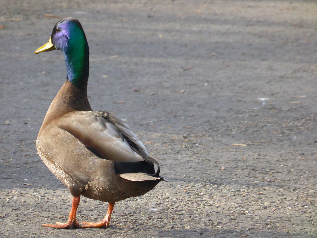 Duck male Noisy proud male in spring sunlight Chris Wielenga Flickr