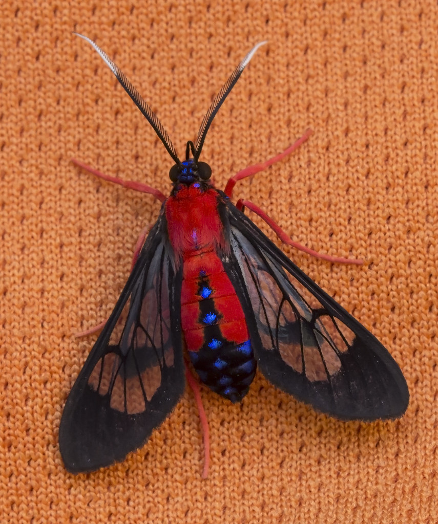 Scarletbodied Wasp Moth Cosmosoma myrodora Yamato Scrub… Flickr