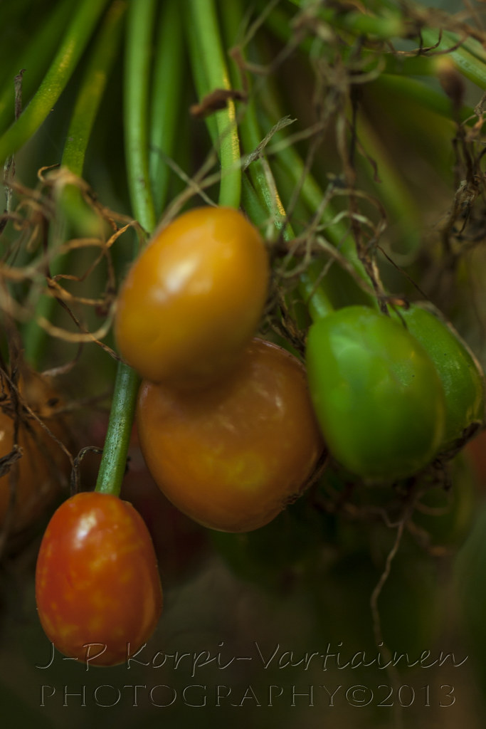 EPS_1311_BOTANIAN284 The botanical garden called Botania … Flickr