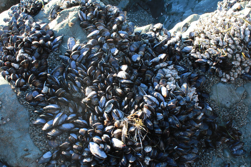 Clam Farm Cindy Cuellar Flickr