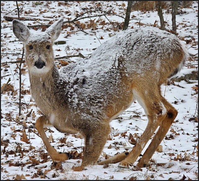 snow_deer_2 Winter storm Titan moves into Ohio today. jjhdog2 Flickr