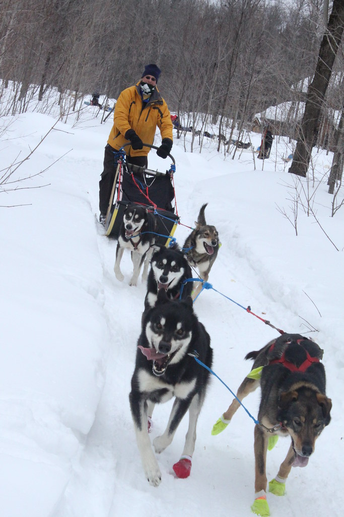 MSUAA Dogsledding Tour Nature's Kennel, McMillan, MI. Marc… Flickr
