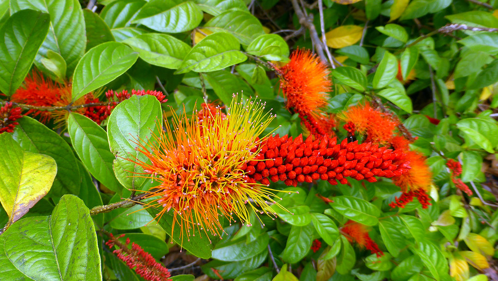 Combretum Rotundifolium aka Monkey Brush at Fairchild Trop… Flickr