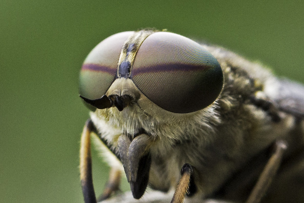 You Looking At Me? A Horsefly on a fence near home. Mark Robinson