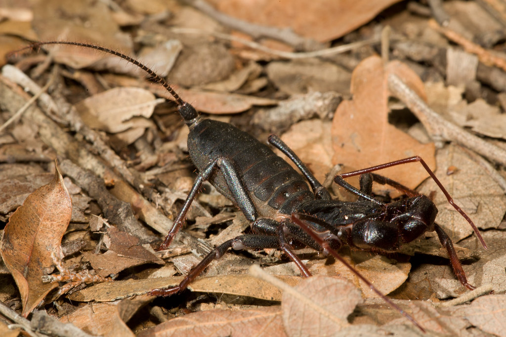 Giant Vinegaroon (Mastigoproctus giganteus) Chiricahua Mou… Flickr
