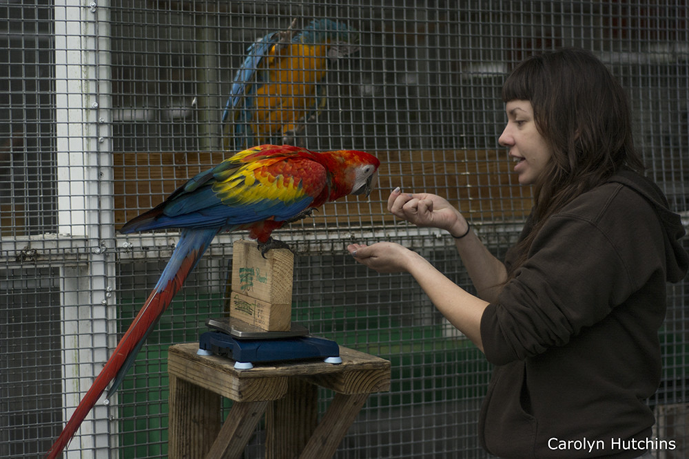 Ari' Birds A macaw getting weighed at a bird training faci… Flickr