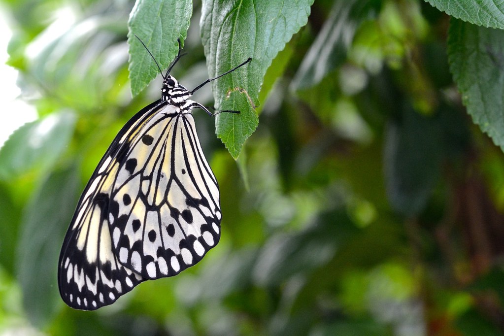 Butterfly 2 At the Butterfly House, RHS Wisley junepurkiss Flickr